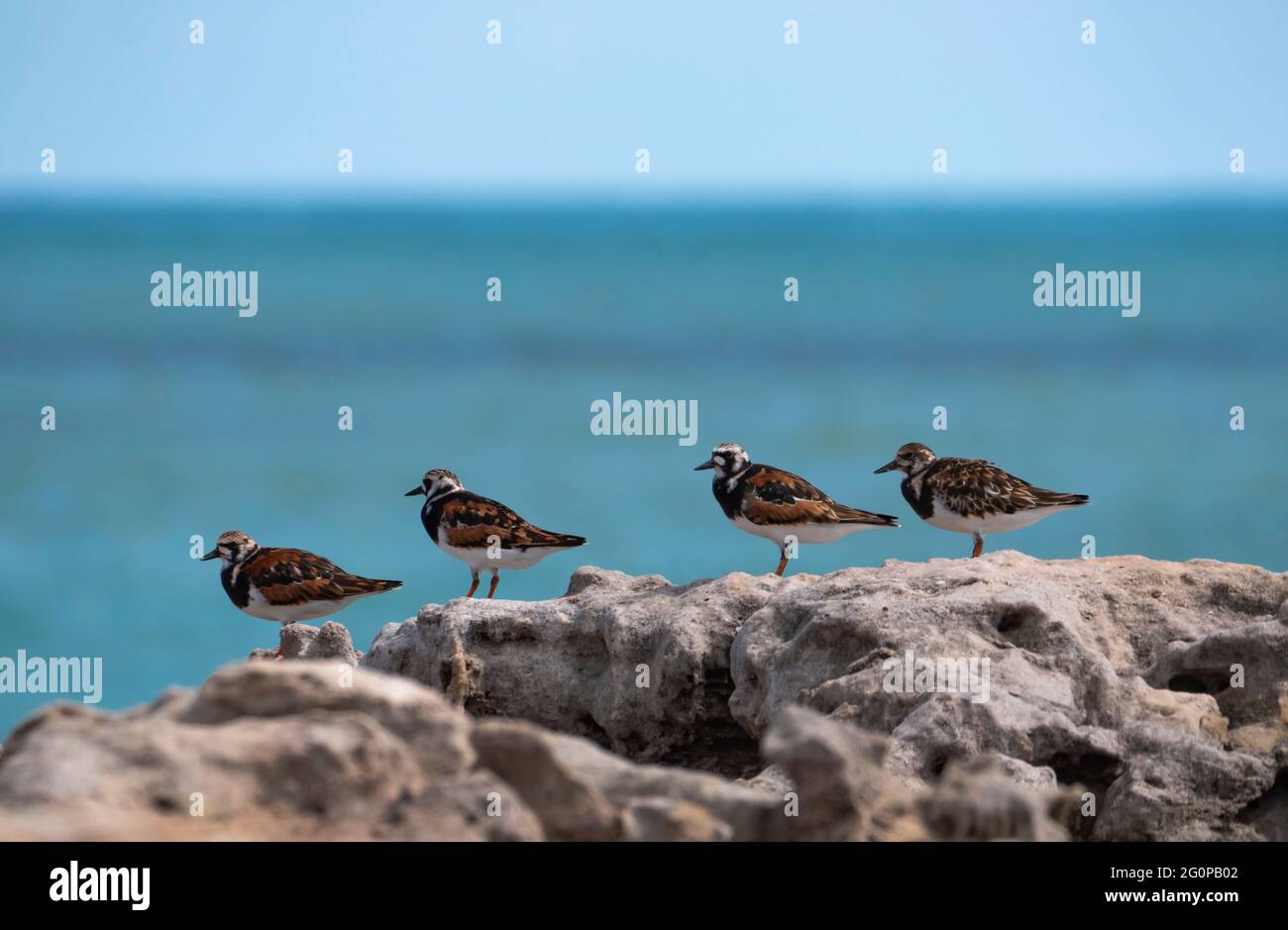 Rudy Turnstones, Arenaria interpres, sandpiper birds sitting on a rocky outcrop with blue ocean water behind. Stock Photo