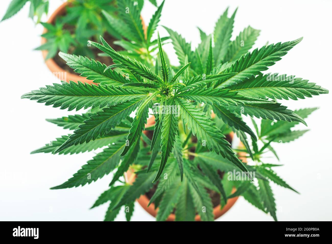 Overhead shot of Cannabis plants in pots against white backdrop Stock