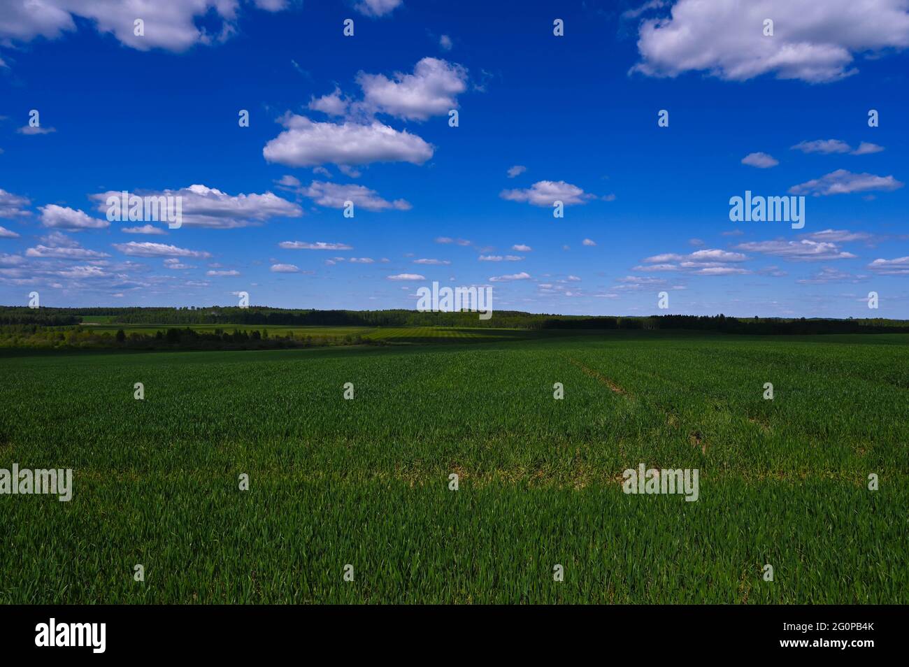 Green grass field and blue sky summer landscape background Stock Photo ...