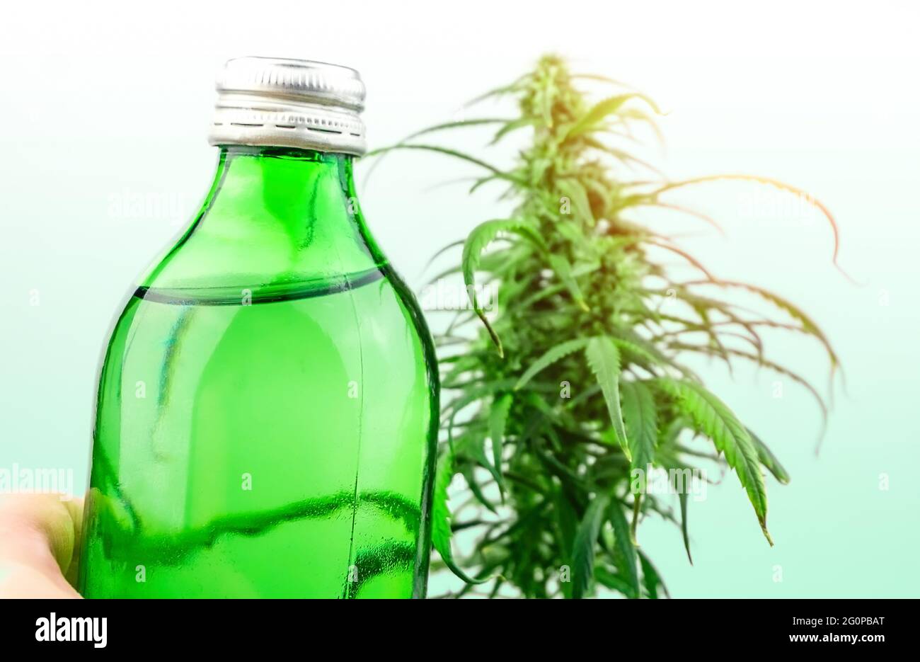 Bottle with CBD cannabis infused drink against cannabis plant, cannabis in food and drink industry Stock Photo