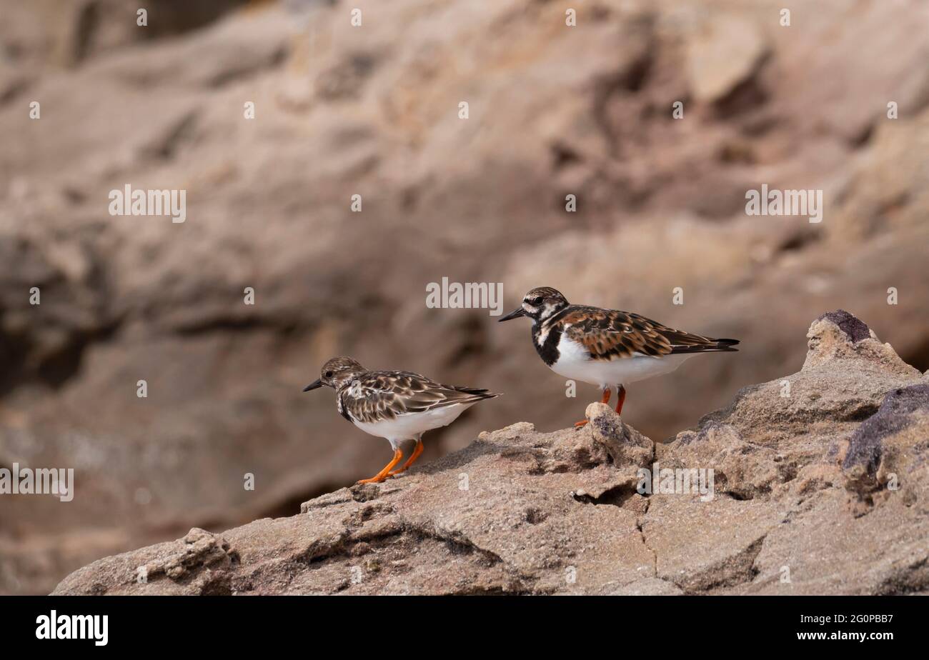 Rudy Turnstones, Arenaria interpres, sandpiper birds sitting on a rocky outcrop with blue ocean water behind. Stock Photo