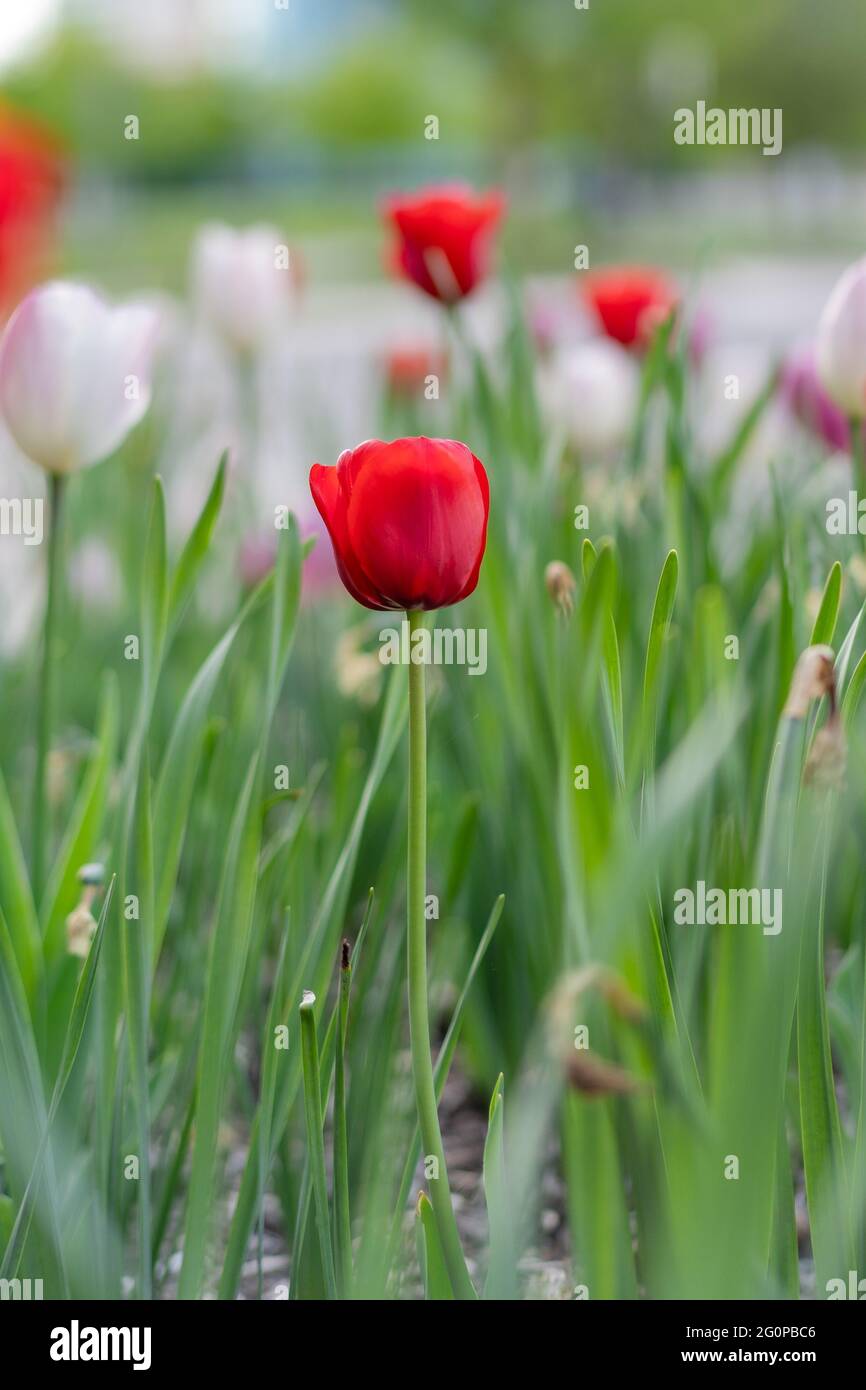 Red Tulip flower image background spring blossom blurred garden natural light Stock Photo