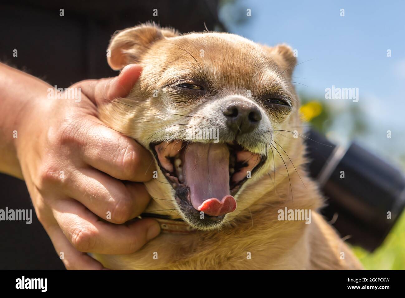 A chuhuahua mongrel dog enjoys being stroked Stock Photo