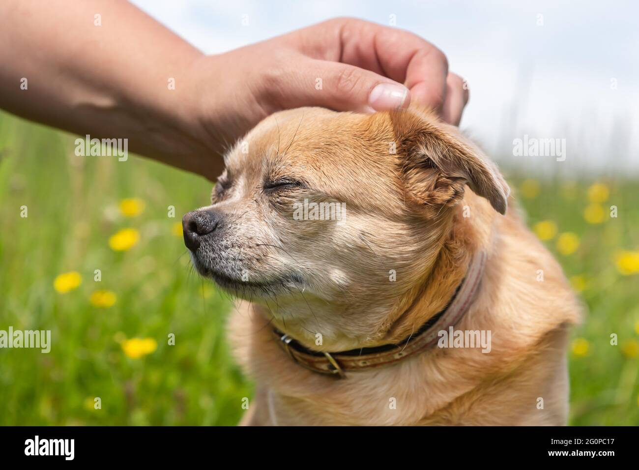 A chuhuahua mongrel dog enjoys being stroked Stock Photo