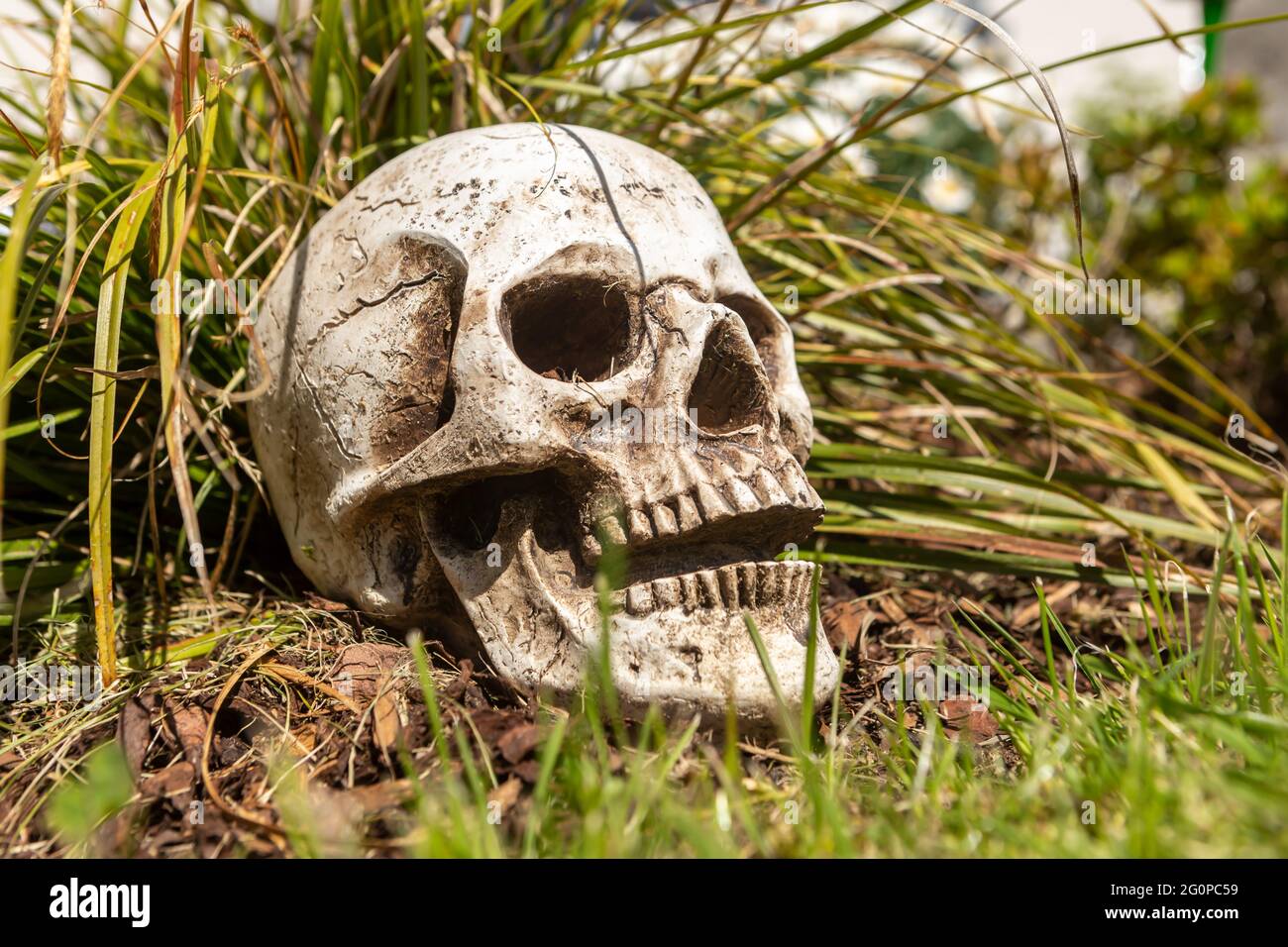 a human skull as an offbeat garden decoration Stock Photo