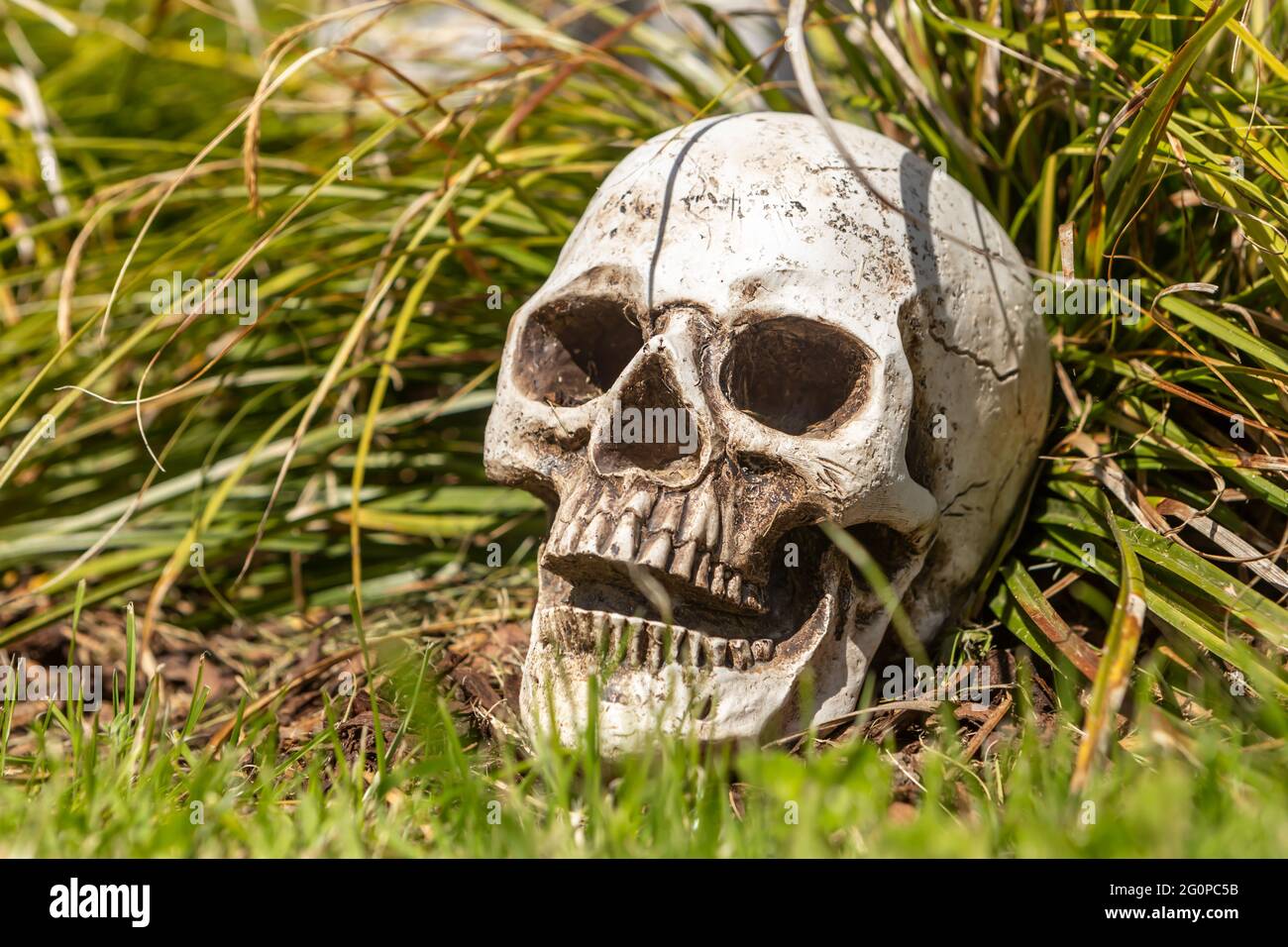 a human skull as an offbeat garden decoration Stock Photo