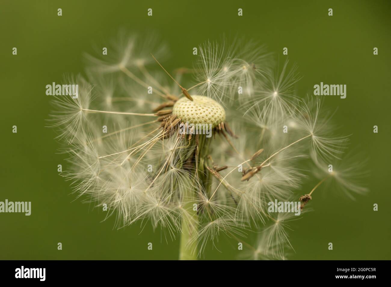 Close-up of a dandelion blowball with it´s seed blowing awai Stock Photo