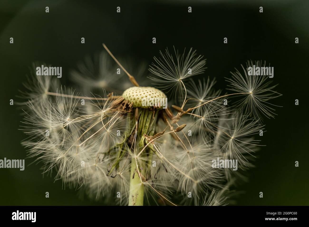Close-up of a dandelion blowball with it´s seed blowing awai Stock Photo