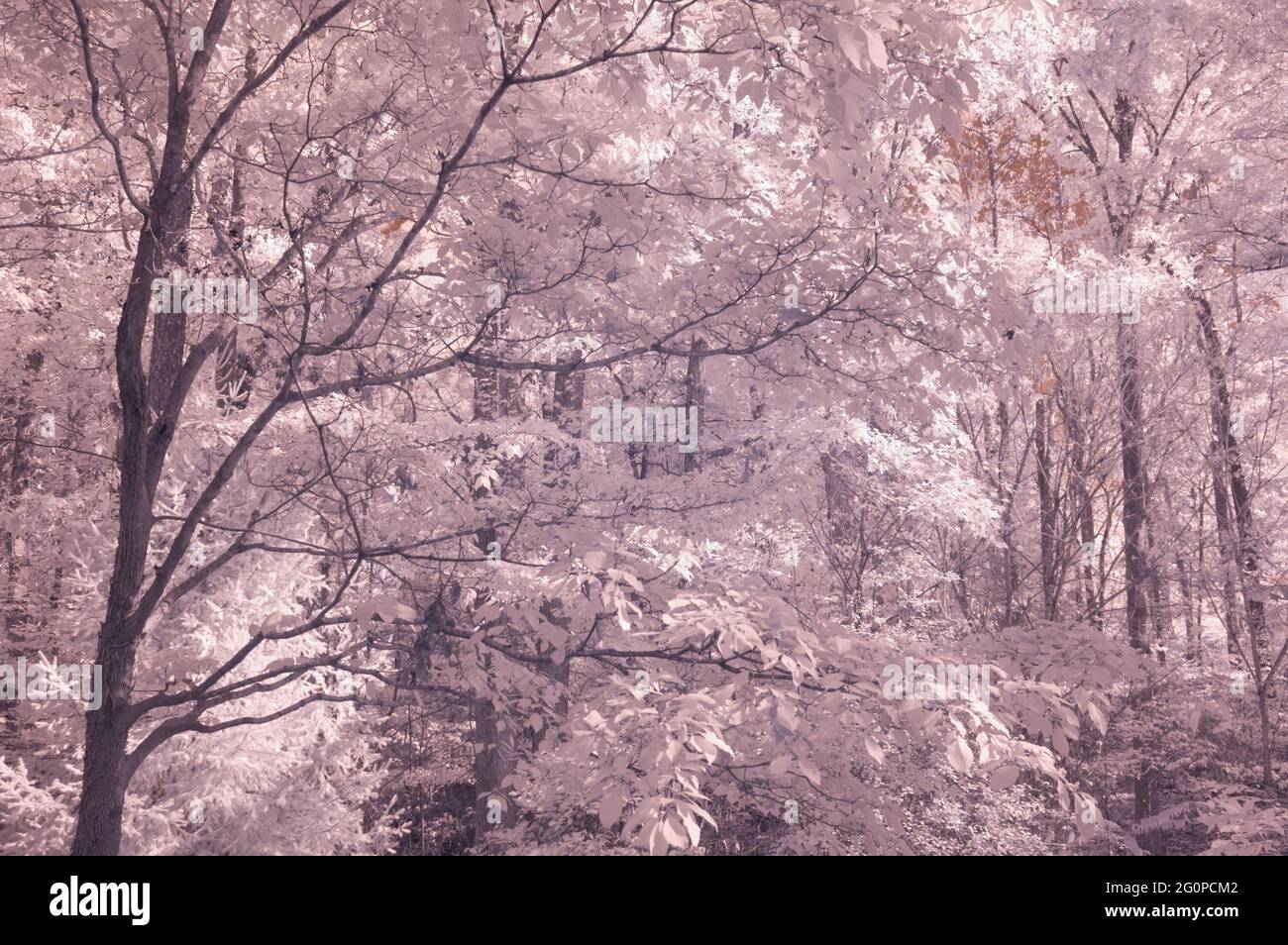 InfraRed Image, Trees and Sky Stock Photo - Alamy