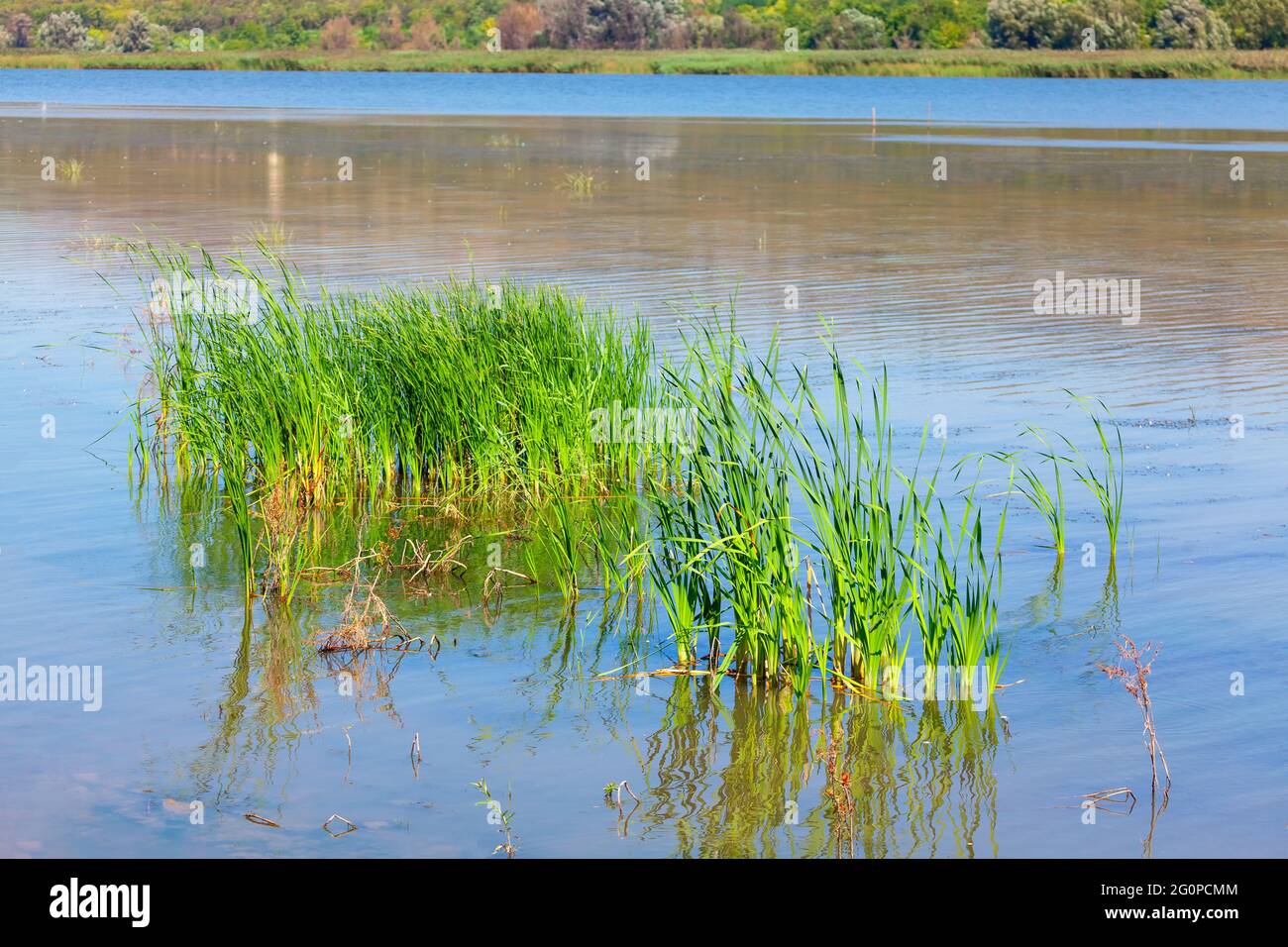 Water Sedge . Carex Flava Aquatilis Growing in the River Stock Photo