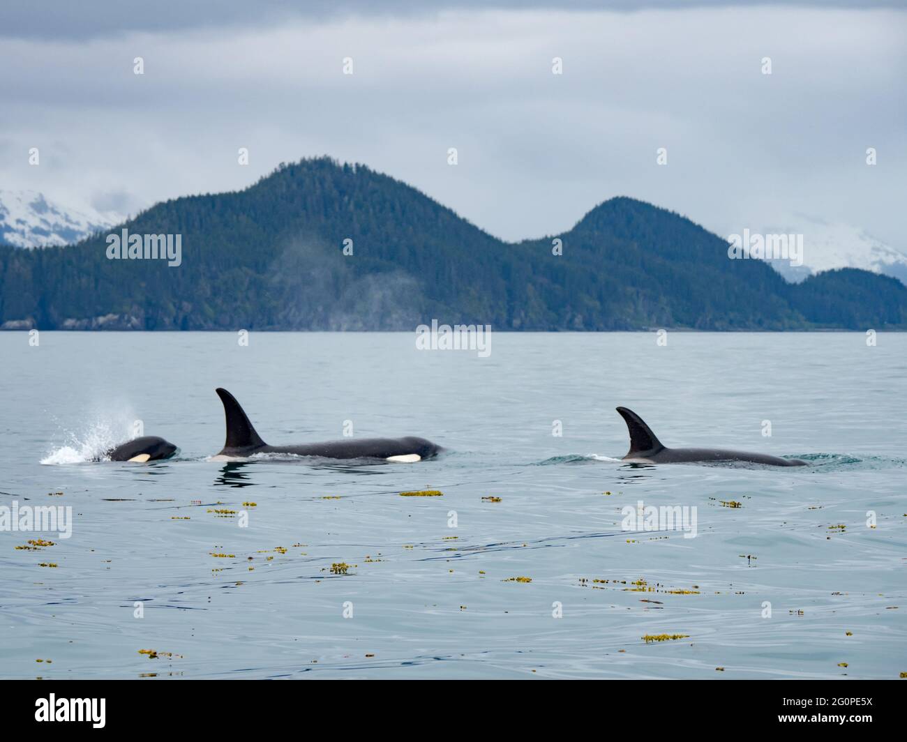 Resident Killer whale, or orca, Orcinus orca of the pod AG in the inside passage of Southeast Alaska, USA Stock Photo