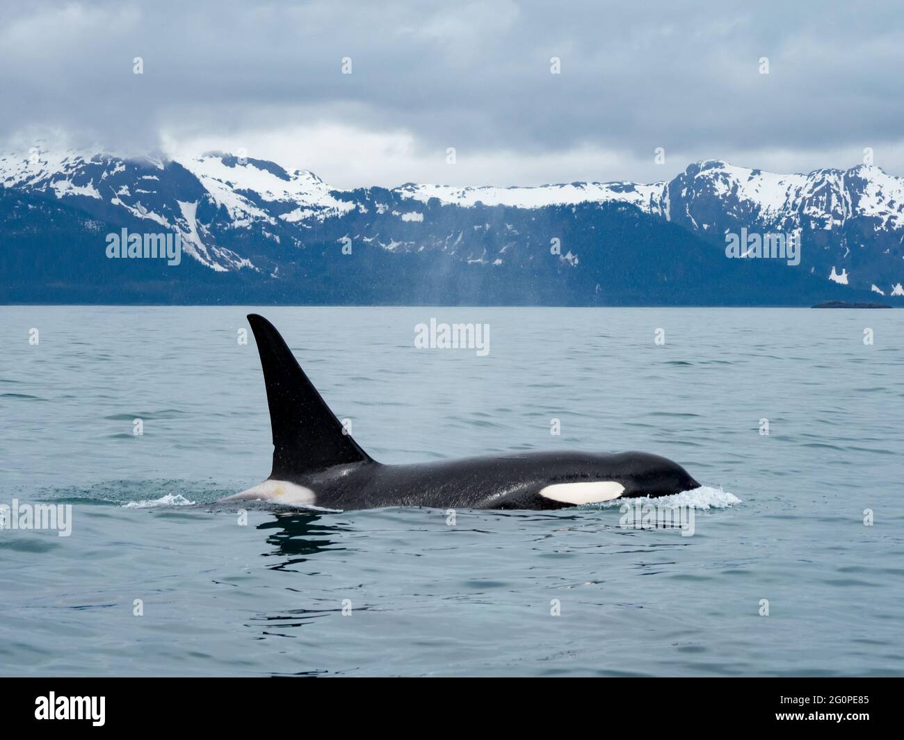 Resident Killer whale, or orca, Orcinus orca of the pod AG in the inside passage of Southeast Alaska, USA Stock Photo