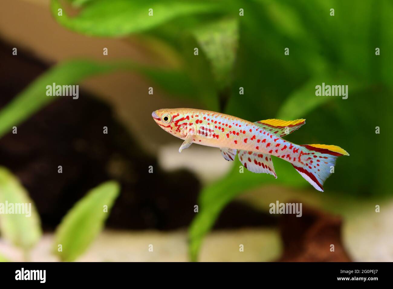 Blue Lyretail Killi Fish killifish Fundulopanchax gardneri Aquarium fish Stock Photo