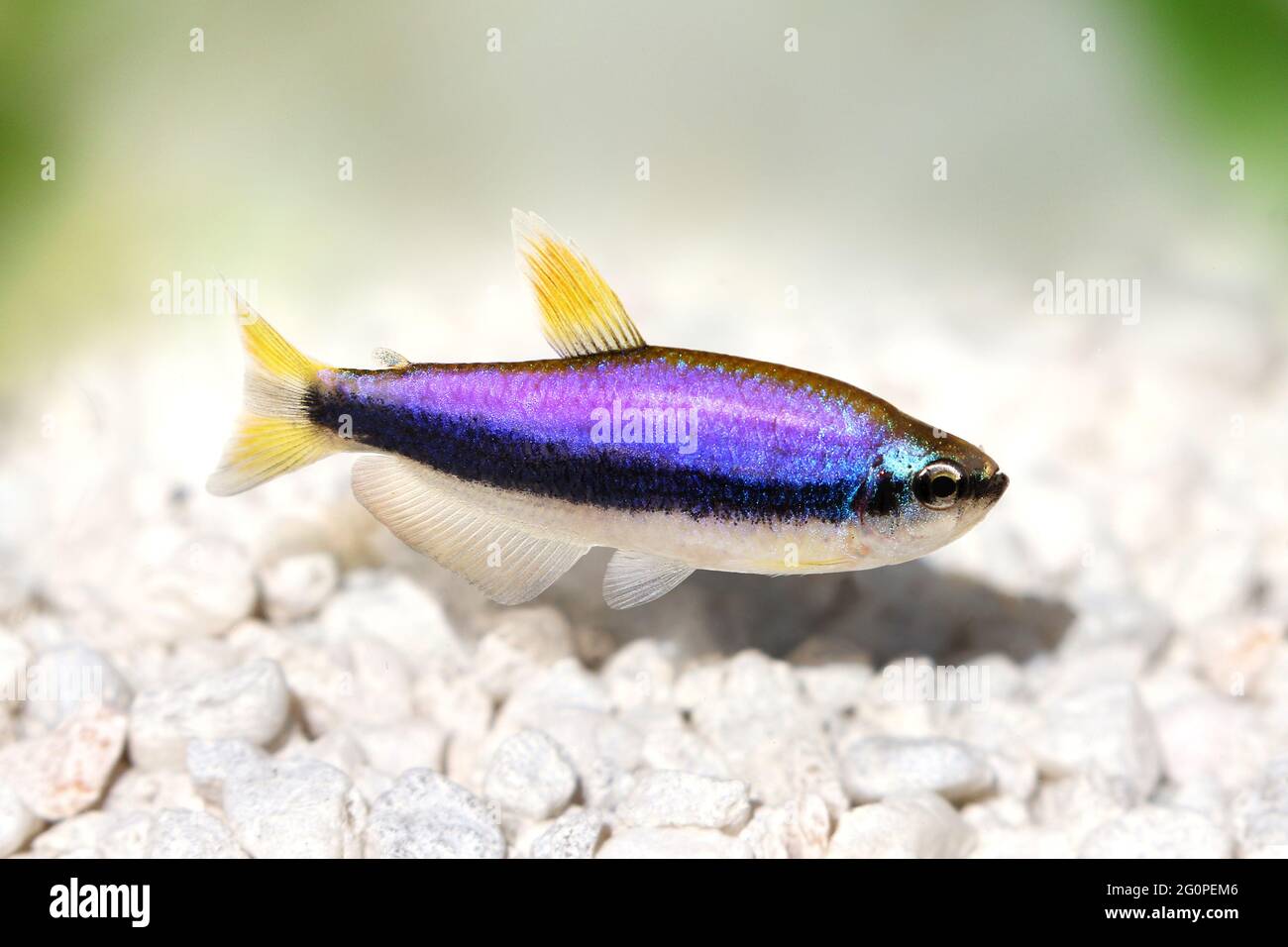 Blue Emperor Tetra Inpaichthys kerri tropical aquarium fish isolated Stock Photo