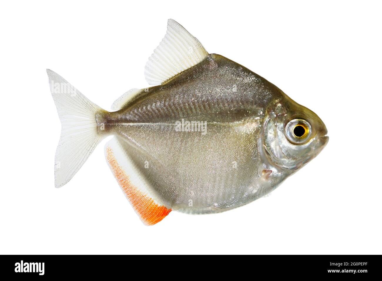 Silver dollar genus metynnis schooling aquarium fish Stock Photo