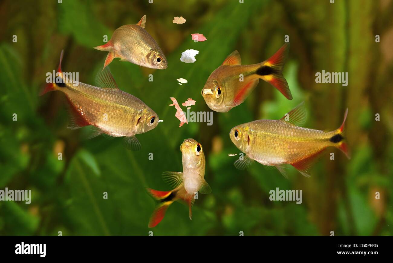 Feeding aquarium fish eating flake food swarm feeding tetra aquarium fish Stock Photo Alamy