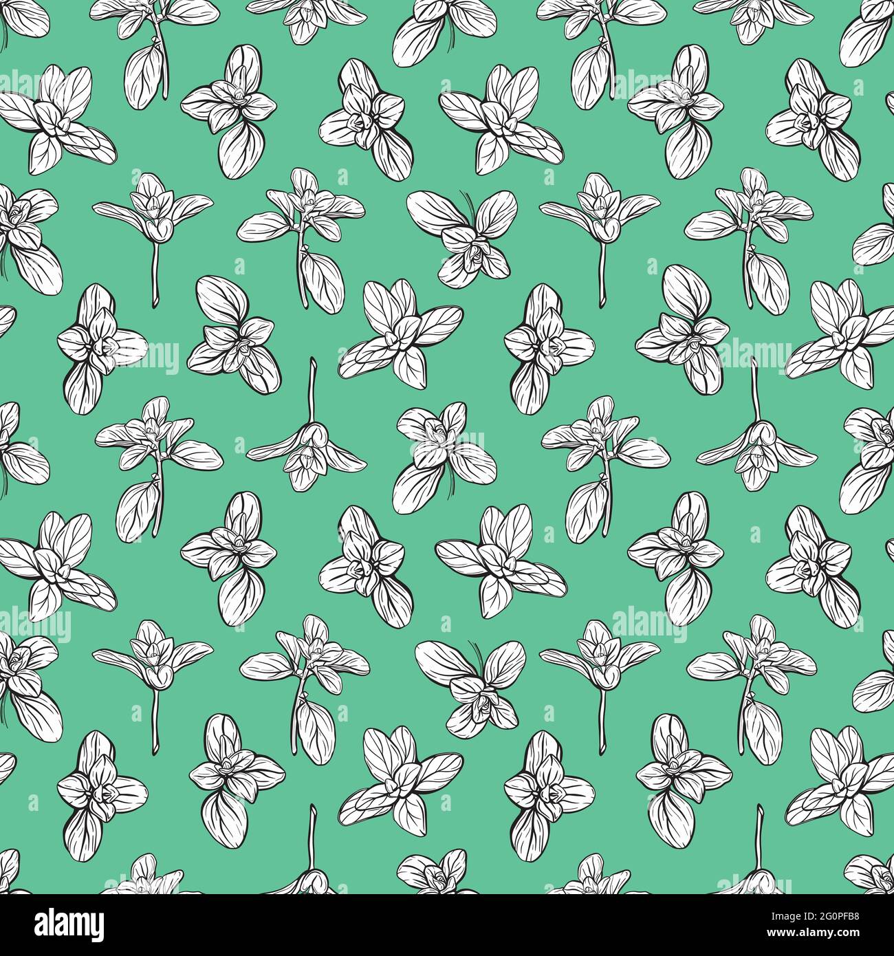 Basil Seamless Pattern. Italian herbs.A sprig of marjoram. Basil is a