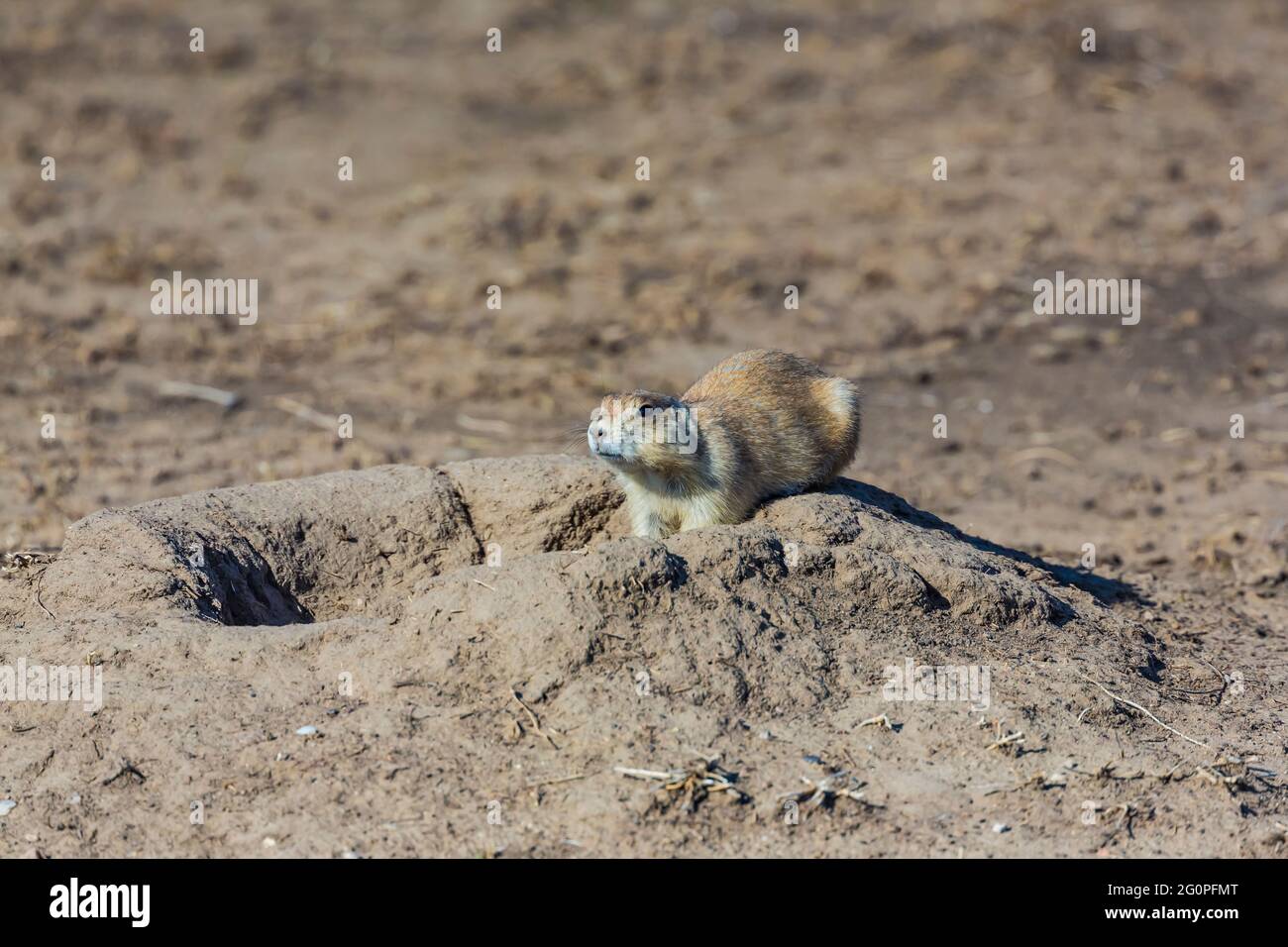 Prairie Dog Tunnel System