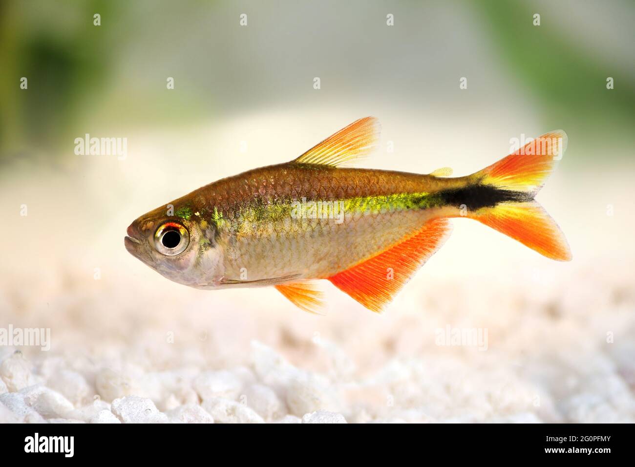 buenos aires tetra Hyphessobrycon anisitsi tropical aquarium fish Stock Photo