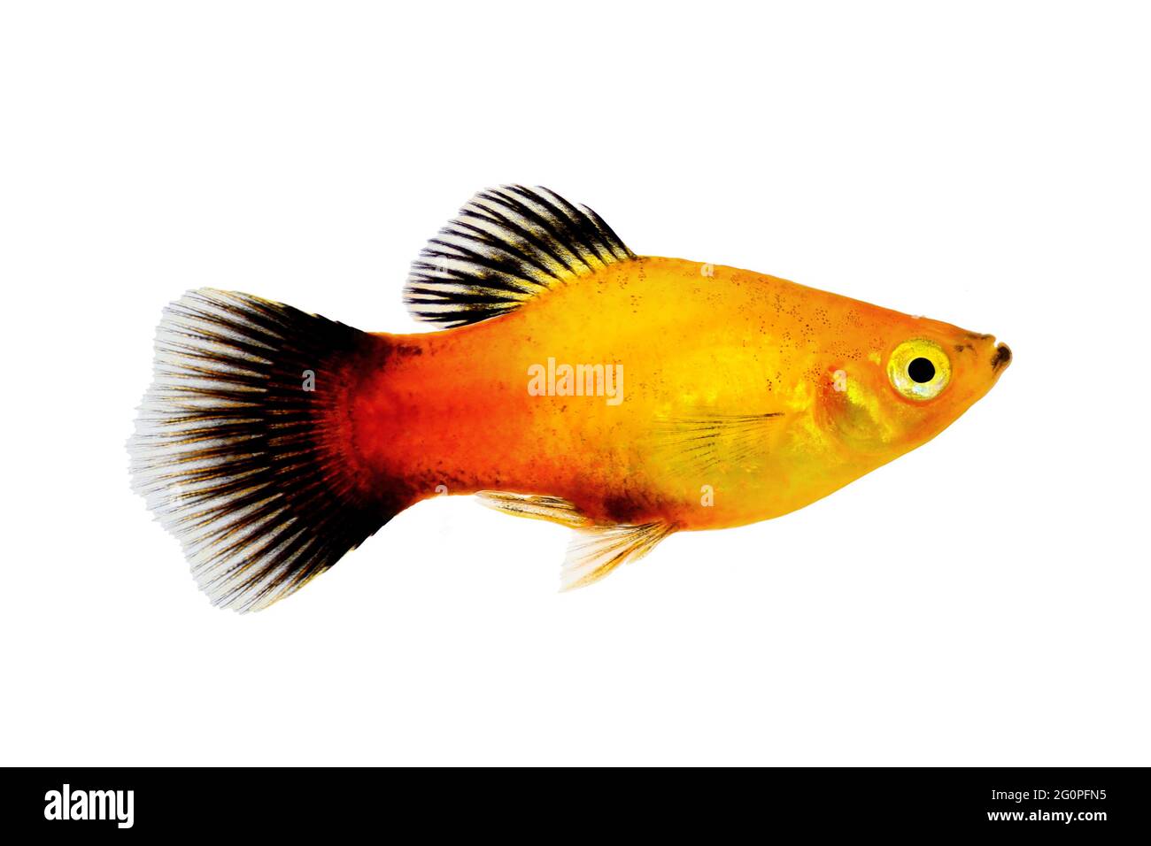 sunburst platy male Xiphophorus maculatus tropical aquarium fish Stock Photo