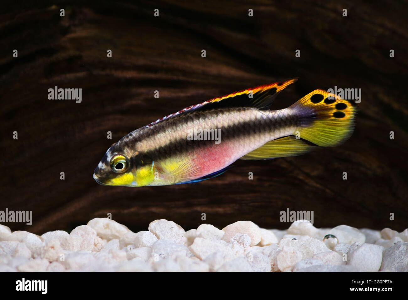 Male Pelvicachromis pulcher kribensis cichlid Aquarium fish isolated on white Stock Photo