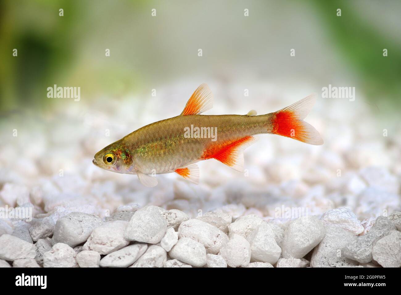 Bloodfin tetra Aphyocharax anisitsi tropical aquarium fish isolated on white Stock Photo
