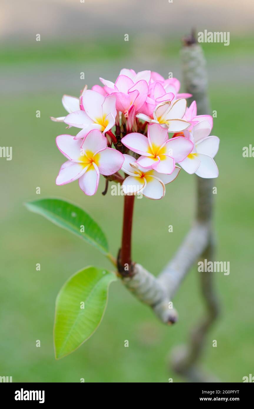 Frangipani Flowers (Plumeria) Stock Photo