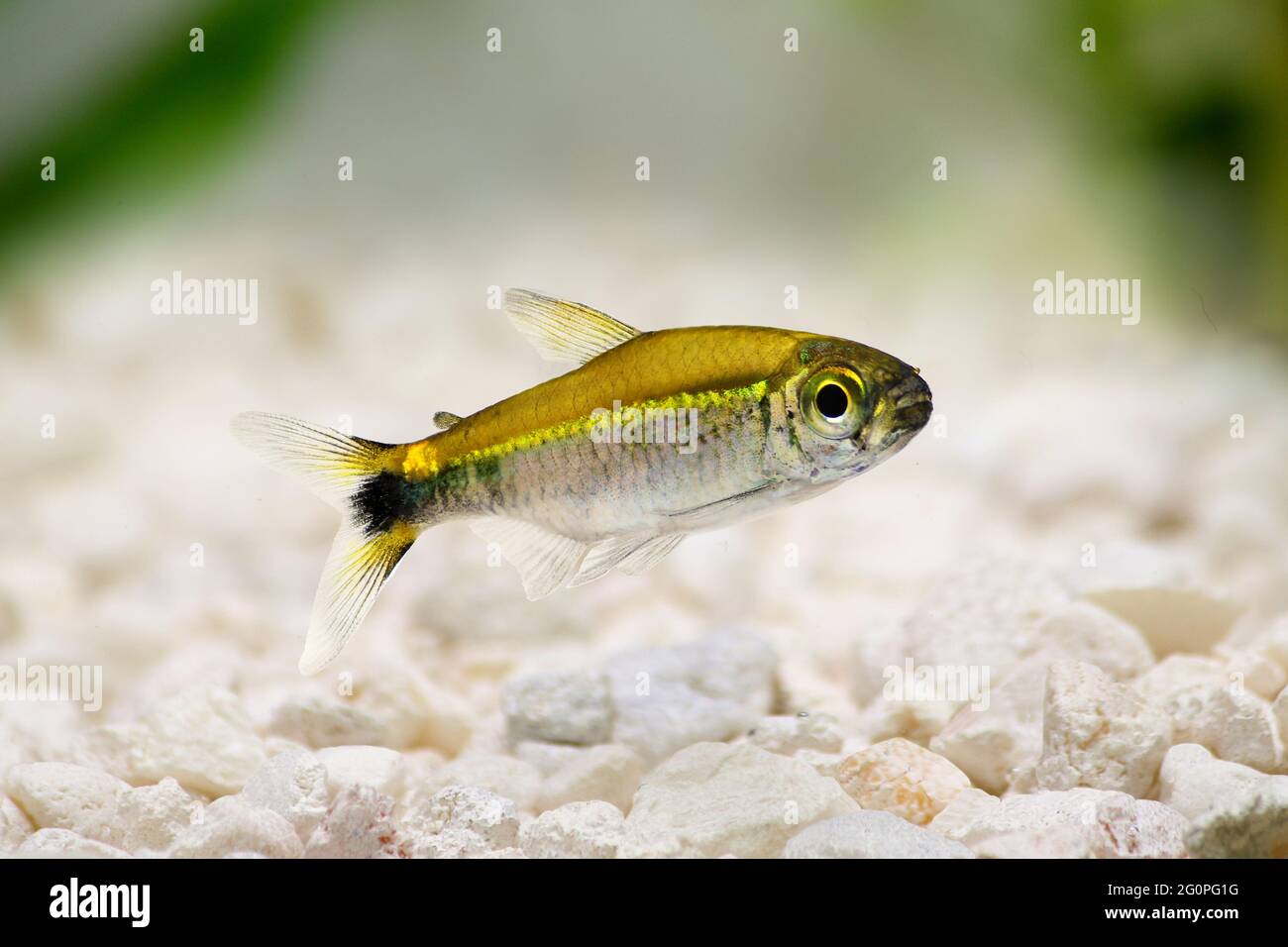 Costello tetra Hemigrammus hyanuary aquarium fish green neon Stock Photo