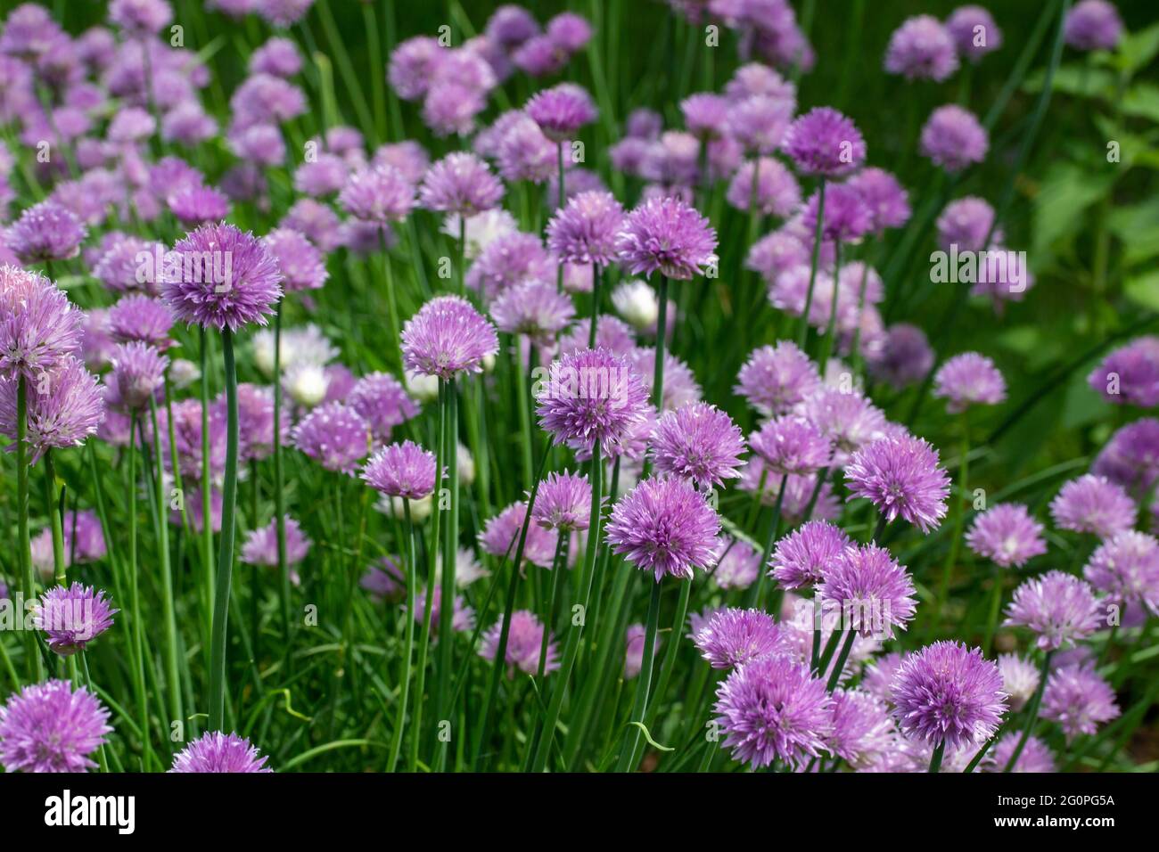 Full frame texture background view of a field of fresh blooming chive ...