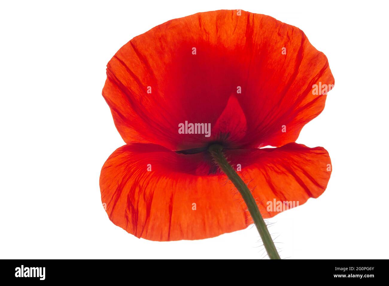 Poppy Back Photo close up of back side of red poppy flower isolated on white Stock Photo ...