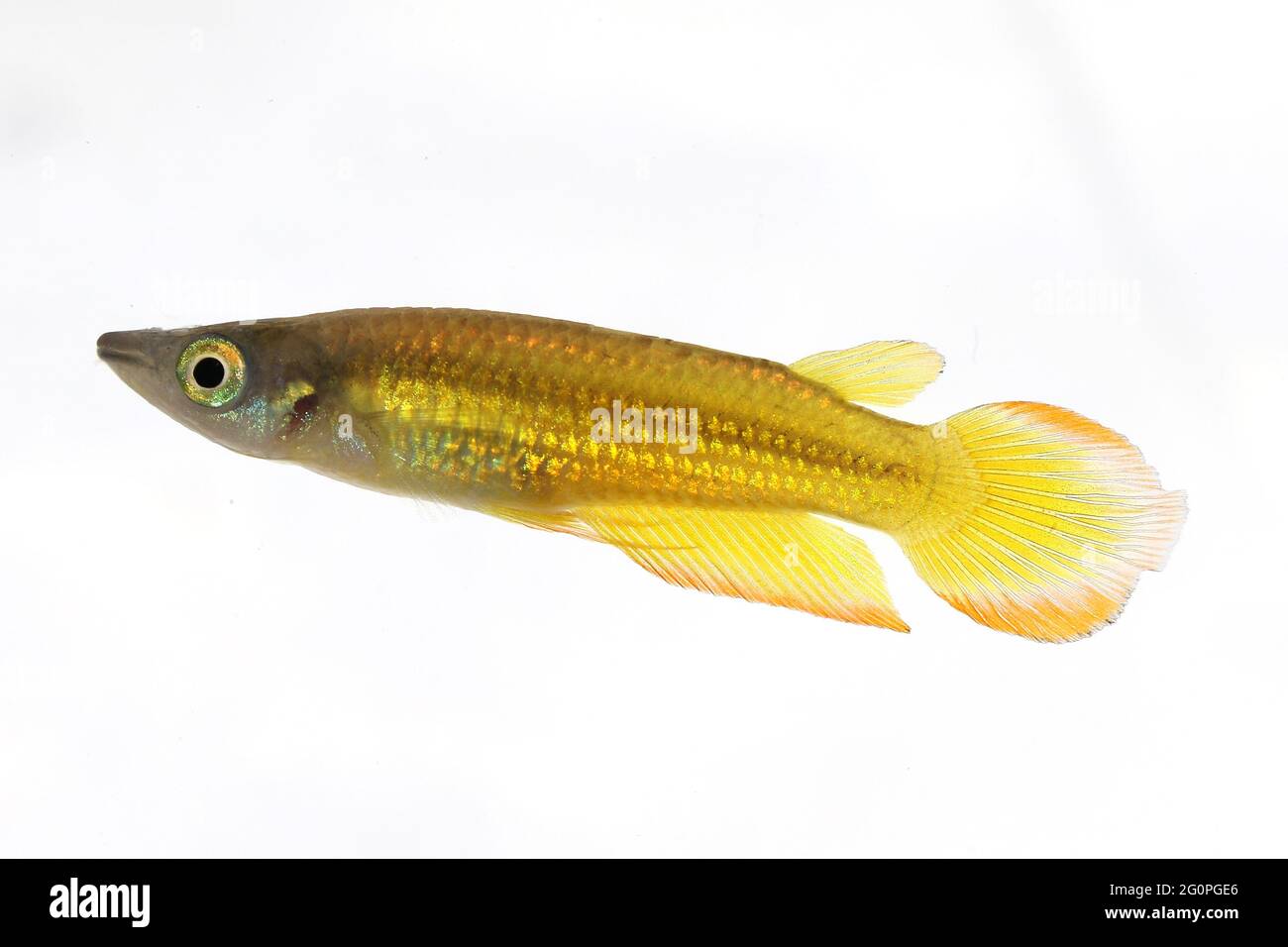 killifish Striped panchax Aplocheilus lineatus tropical aquarium fish Stock Photo