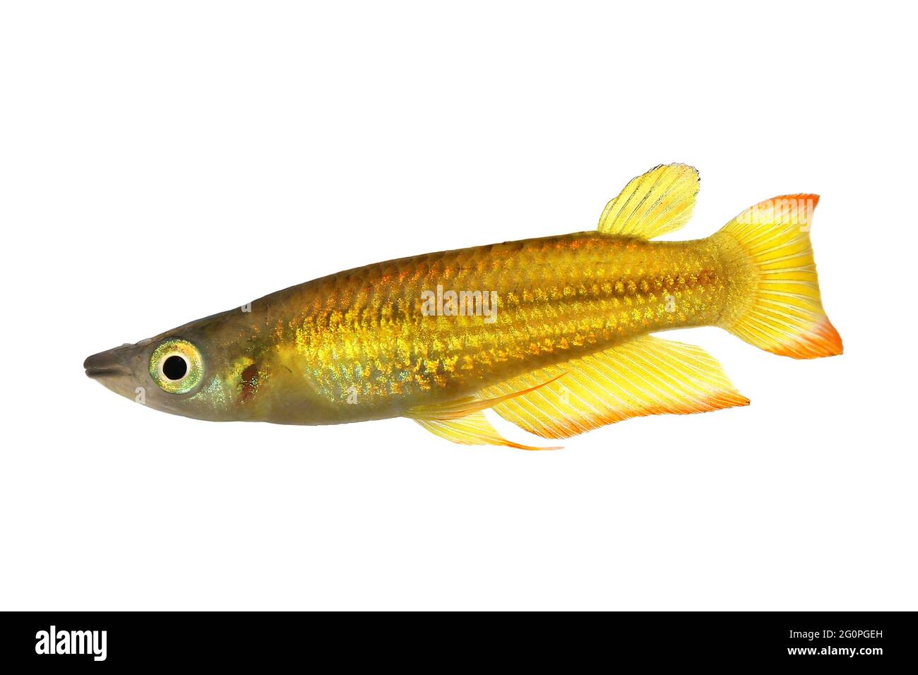 killifish Striped panchax Aplocheilus lineatus tropical aquarium fish Stock Photo