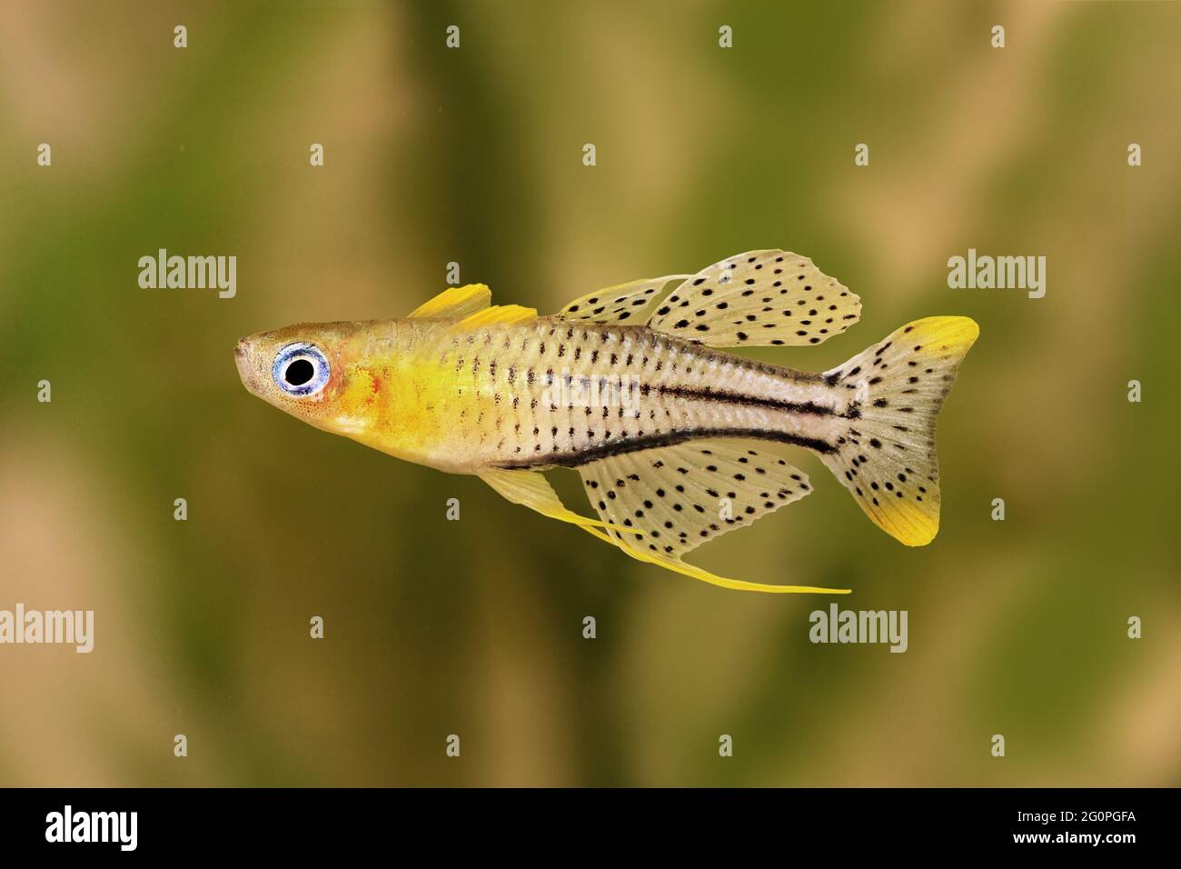 spotted blue eyed rainbow fish Pseudomugil gertrudae aquarium fish Gertrude's Blue-Eye Stock Photo