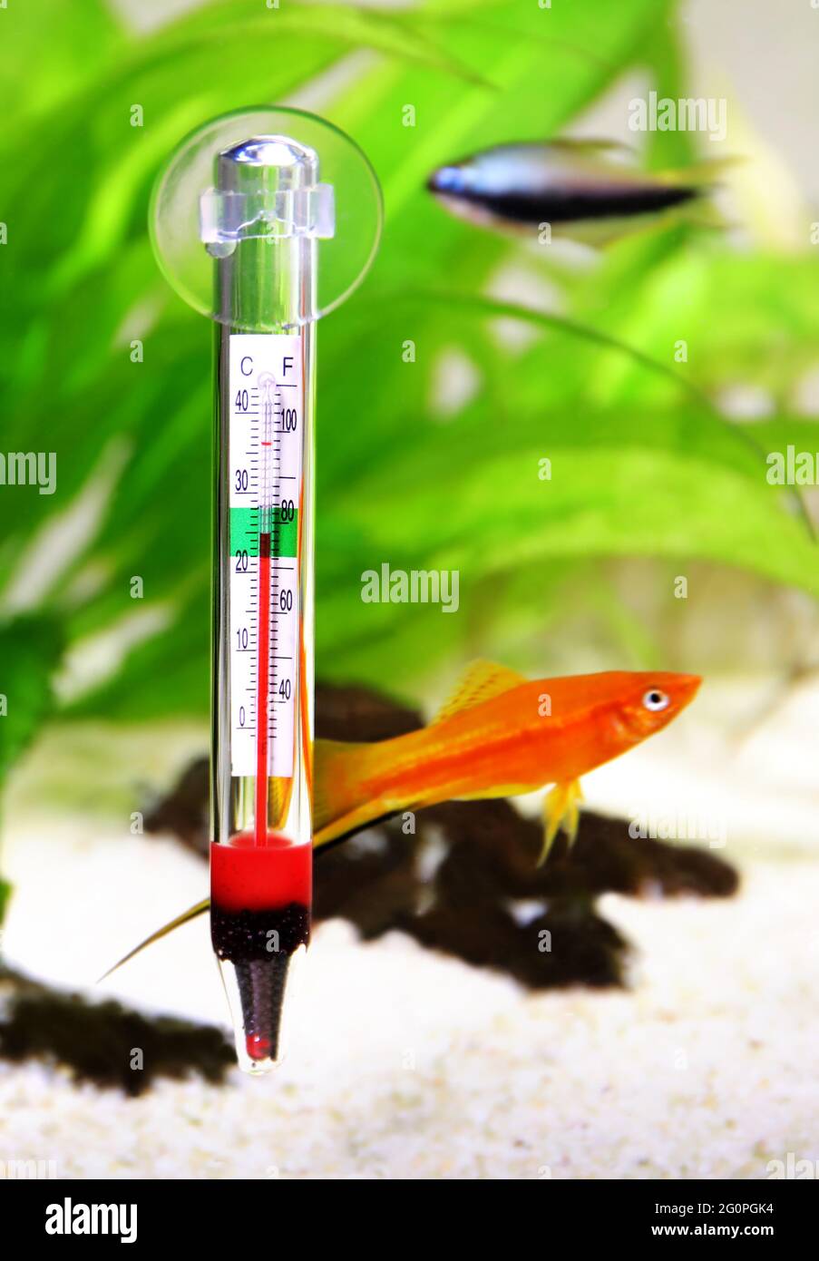 Aquarium thermometer temperature in tropical fish aquarium Stock Photo