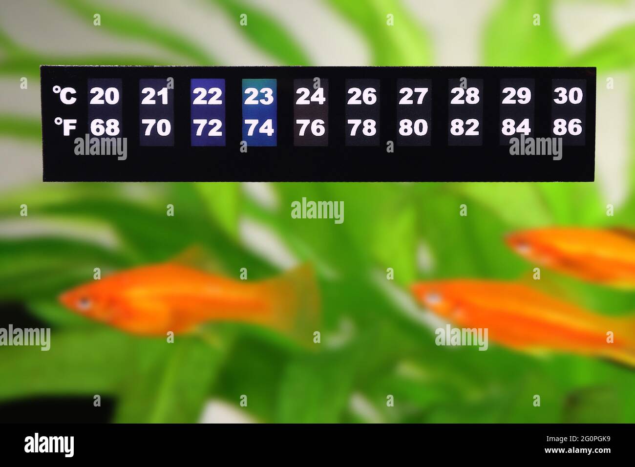Aquarium thermometer temperature in tropical fish aquarium Stock Photo Alamy