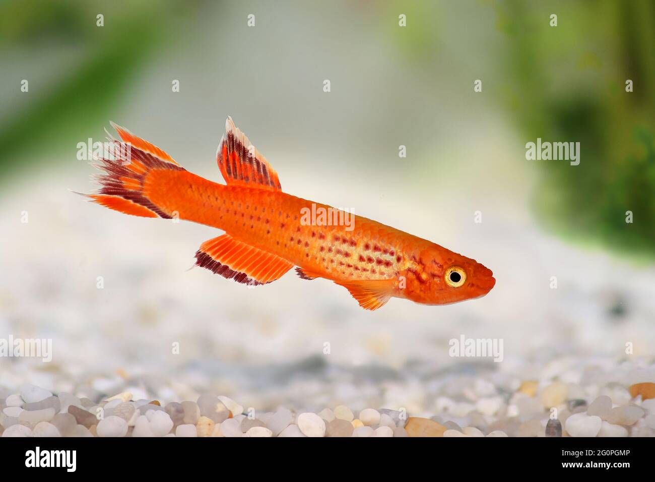 Killi Aphyosemion austral Hjersseni gold Aquarium fish isolated on White Stock Photo