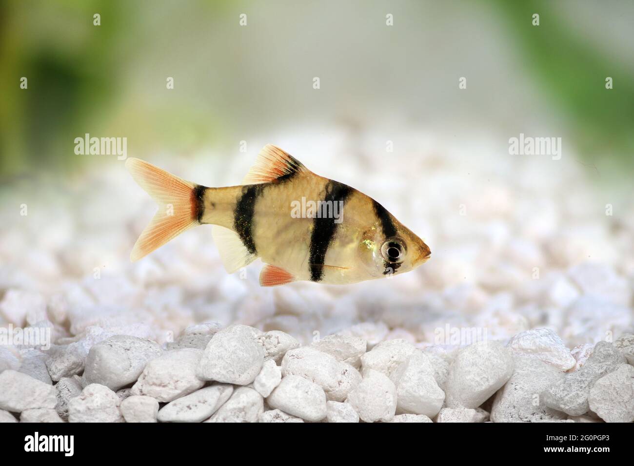 Tiger barb or Sumatra barb Puntius tetrazona tropical aquarium fish Stock Photo
