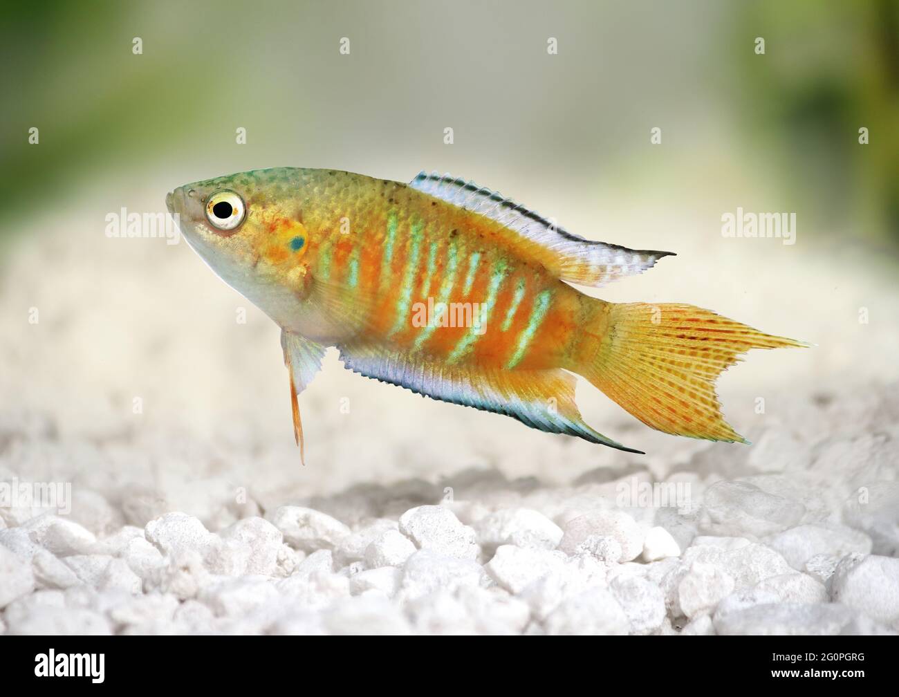 Paradise fish gourami Macropodus opercularis tropical Aquarium fish Stock Photo