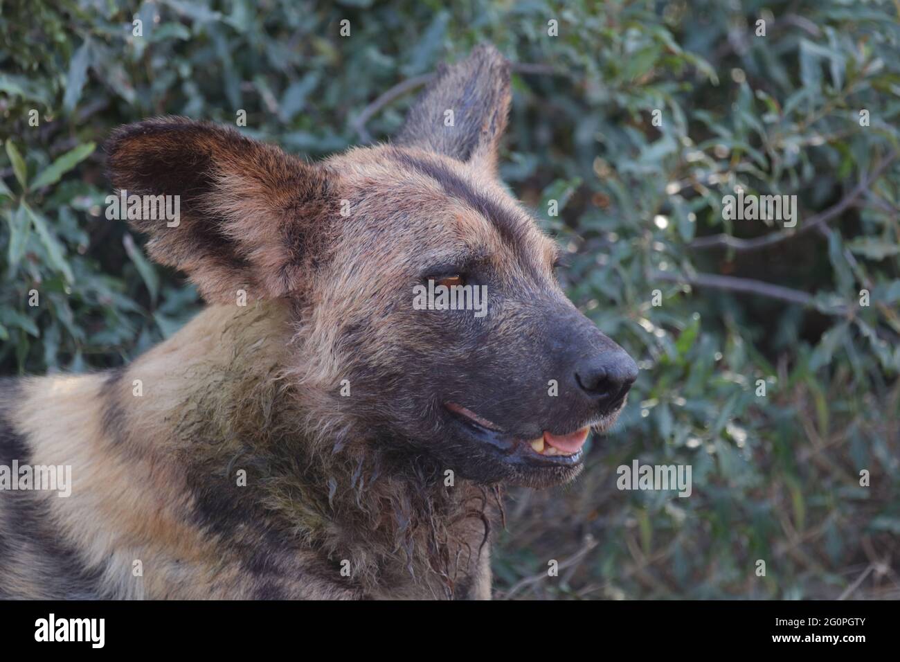 Afrikanischer Wildhund / African wild dog / Lycaon pictus Stock Photo