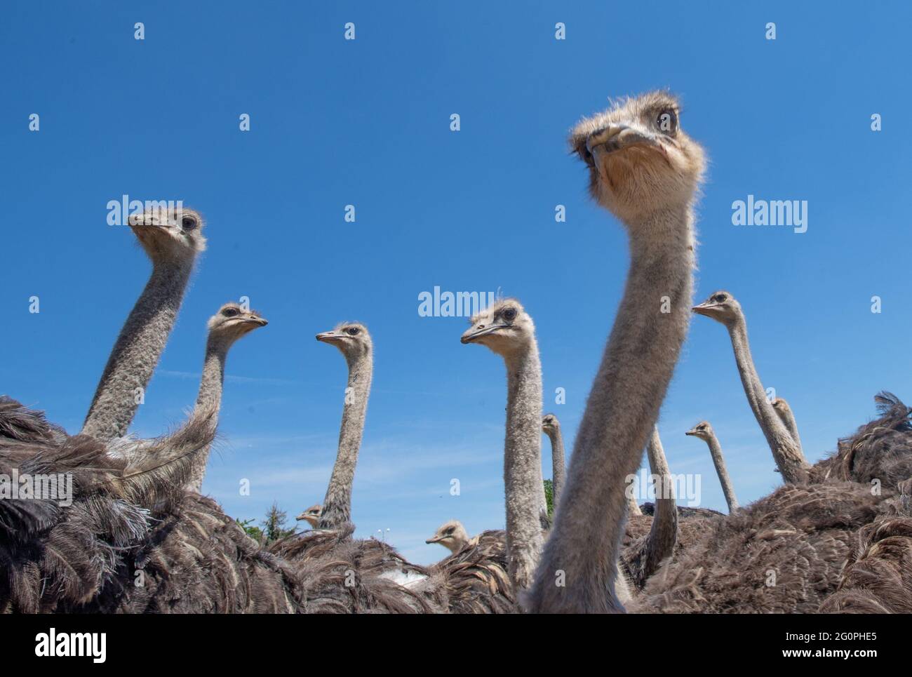 Schaafheim, Germany. 01st June, 2021. Young ostriches stand under a blue sky in their enclosure at the ostrich farm 'Tannenhof' in Schaafheim. Since the owners finance their business not only by direct marketing of ostrich products but also by guided tours and events on the farm, they have had to accept massive losses in sales during the Corona crisis. (To dpa 'Farms with direct marketing: Losers and profiteers in the crisis') Credit: Boris Roessler/dpa/Alamy Live News Stock Photo