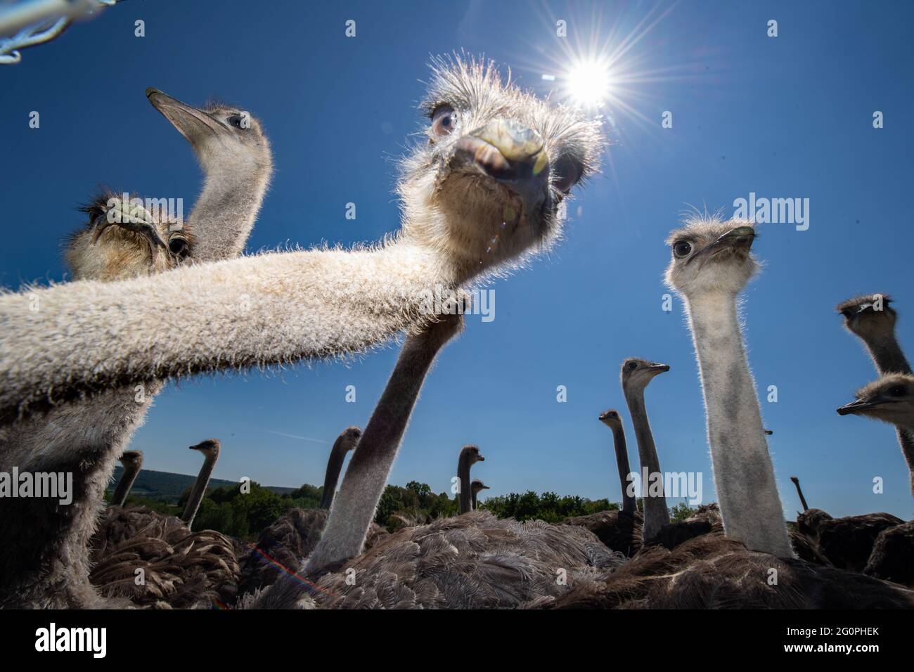 Schaafheim, Germany. 01st June, 2021. Young ostriches stand under a blue sky in their enclosure at the ostrich farm 'Tannenhof' in Schaafheim. Since the owners finance their business not only by direct marketing of ostrich products but also by guided tours and events on the farm, they have had to accept massive losses in sales during the Corona crisis. (To dpa 'Farms with direct marketing: Losers and profiteers in the crisis') Credit: Boris Roessler/dpa/Alamy Live News Stock Photo