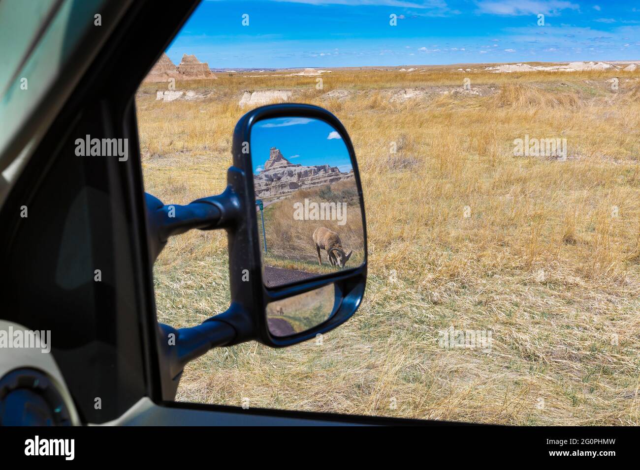 Bighorn Sheep, Ovis canadensis, reflected in the rear-view mirror of a van out on the prairie in Badlands National Park, South Dakota, USA Stock Photo