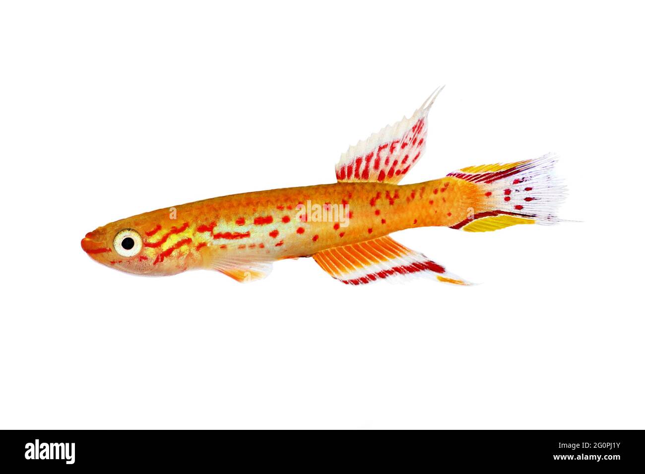 Killi Aphyosemion austral Hjersseni gold Aquarium fish isolated on White Stock Photo