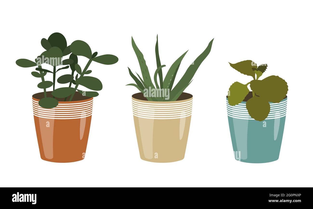 Set illustrations of houseplants in colorful pots isolated on white background - vector Stock Vector
