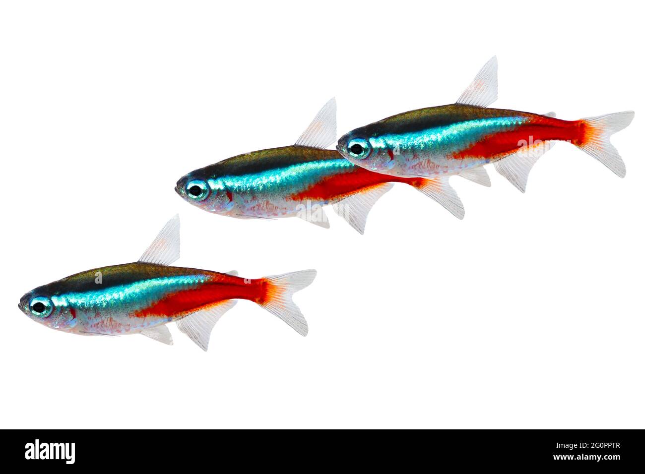 Swarm of Neon Tetra Paracheirodon innesi freshwater fish isolated Stock Photo