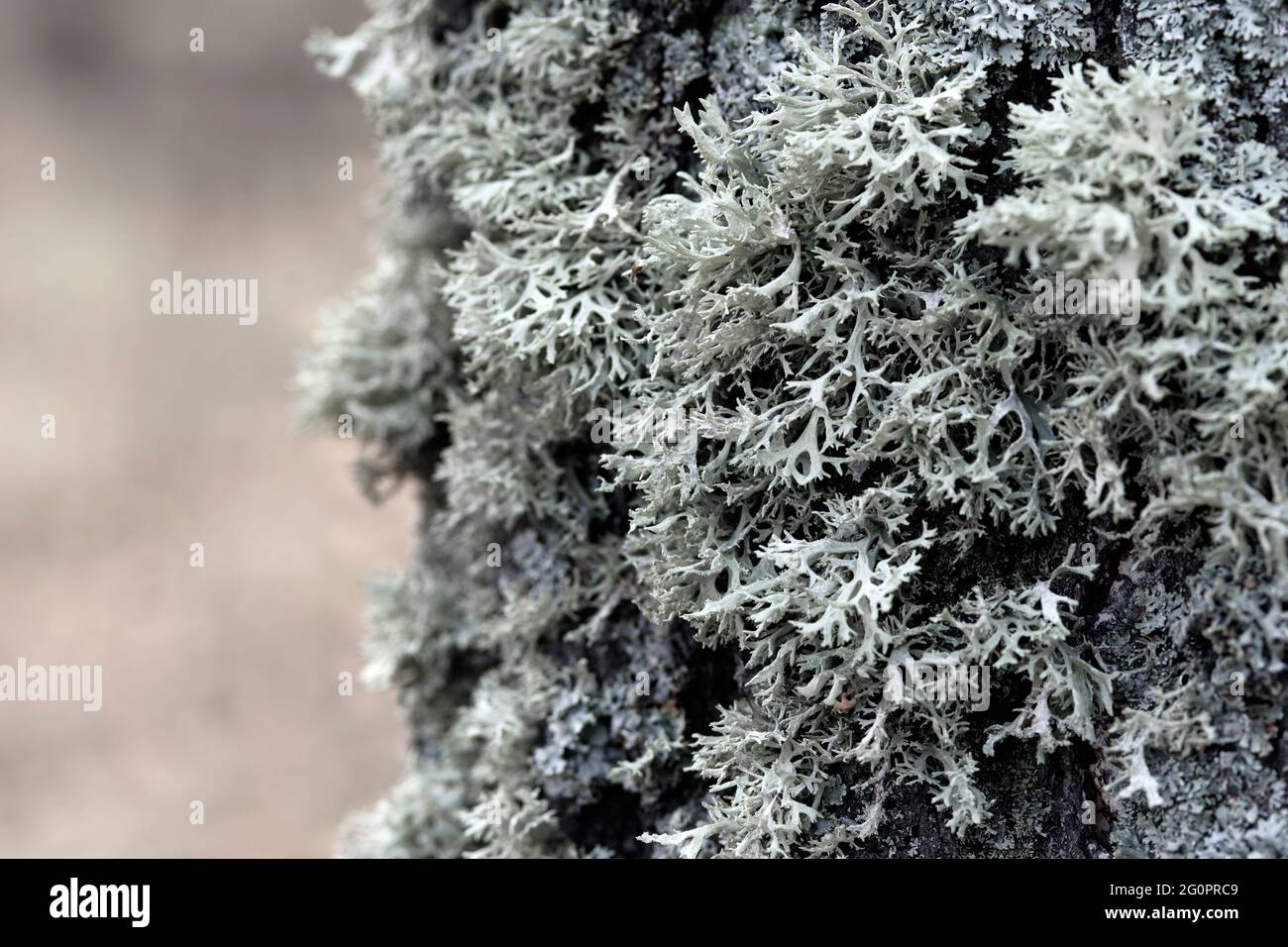Evernia prunastri gray lichen on a tree trunk Stock Photo