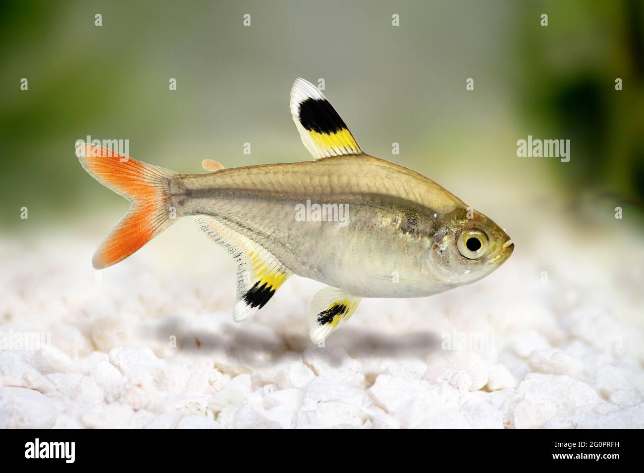 Golden pristella tetra Pristella maxillaris X-ray tetra fish isolated on white Stock Photo