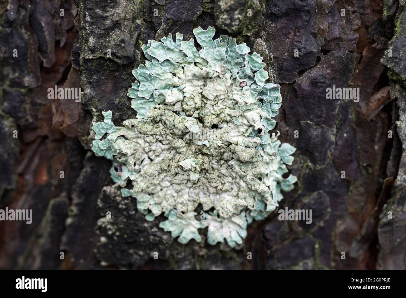 Lichen Flavoparmelia caperata on pine bark, macro Stock Photo