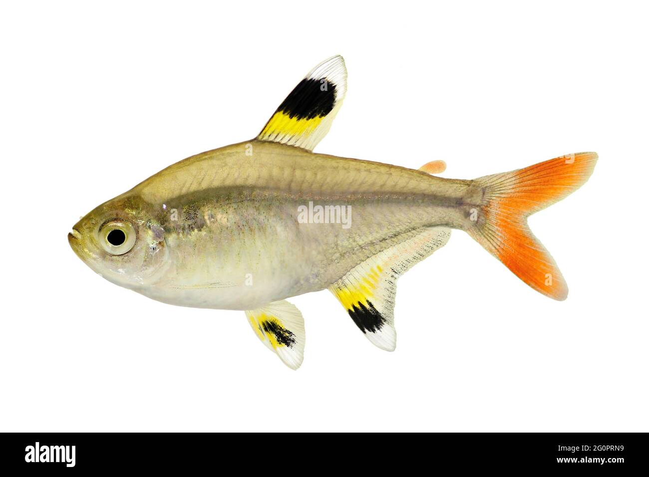 Golden pristella tetra Pristella maxillaris Xray tetra fish isolated