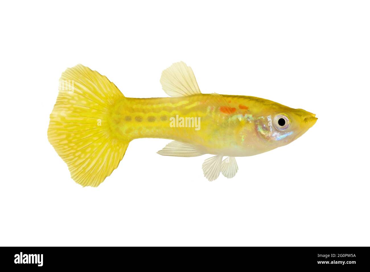Yellow Guppy Poecilia reticulate aquarium rainbow fish Stock Photo